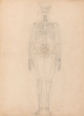 人間の体の構造の比較解剖学的説明