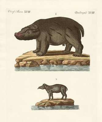 暑い国の動物 作 ドイツ語学校