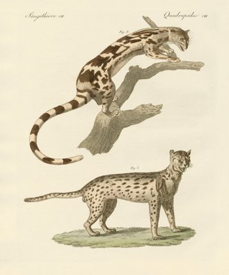 野生動物 作 ドイツ語学校