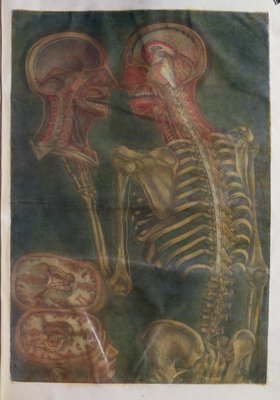 脳と脊髄、1759（メゾチント）の「解剖学の解剖学」