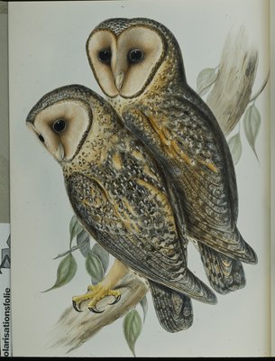 覆面をしたメンフクロウ（Strix Personata）（手彩色のリトグラフ版