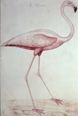 フラミンゴの絵  45x53cm F10号 即出荷】 フラミンゴの絵 45x53cm F10号 絵画 - 絵画