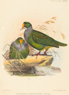 二羽の鳥 (Ptilonopus Auranthfronts)