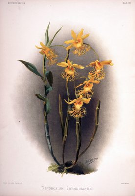 デンドロビウムbrymerianum