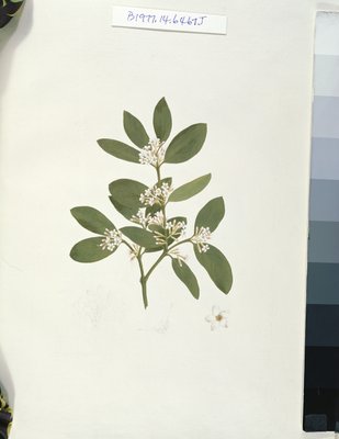植物のドローイング イラスト付き 植物のドローイング イラスト付き