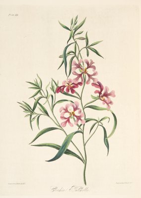 Pretty Clarkia 季節の花のイラスト パ