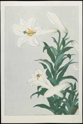 ホワイトリリー 1930年代 色の木版