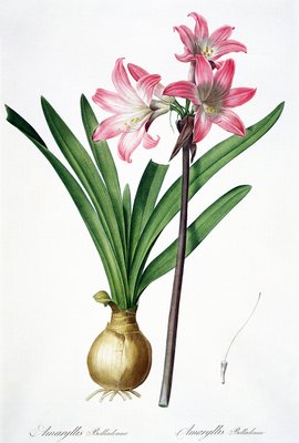 アマリリスベラドンナ Les Liliacees アマリリスベラドンナ Les Liliacees