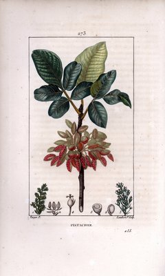 植物学：「ピスタチオ、枝と果実（ピスタチオの実のなる木、Pistacia vera、枝、葉、熟した果実を持つ。ピエール・ジャン・フランソワ・テ