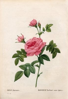とげのないバラ Rosa Francofurtana品種