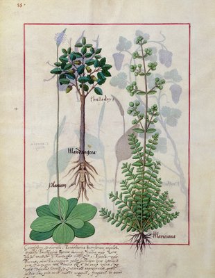 Mattheaus Platearius 155vによる簡単な薬の Mattheaus Platearius 155vによる簡単な薬の