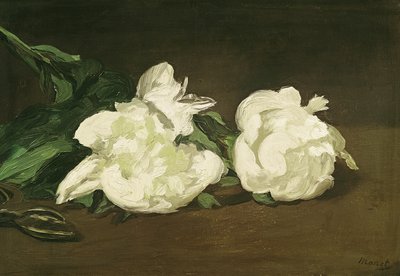 白牡丹と剪定はさみの枝 1864