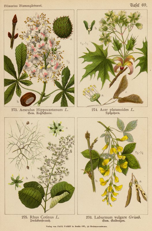 Aesculus Hippocastanum, Acer Platanoides, Rhus Cotinus, Laburnum Vulgare (カラーリトグラフ) 作： （後）ドイツ語学校