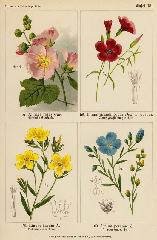 Althaea Rosea, Linum Grandiflorum, Linum Flavum, Linum Perenne (カラーリトグラフ) 作： （後）ドイツ語学校