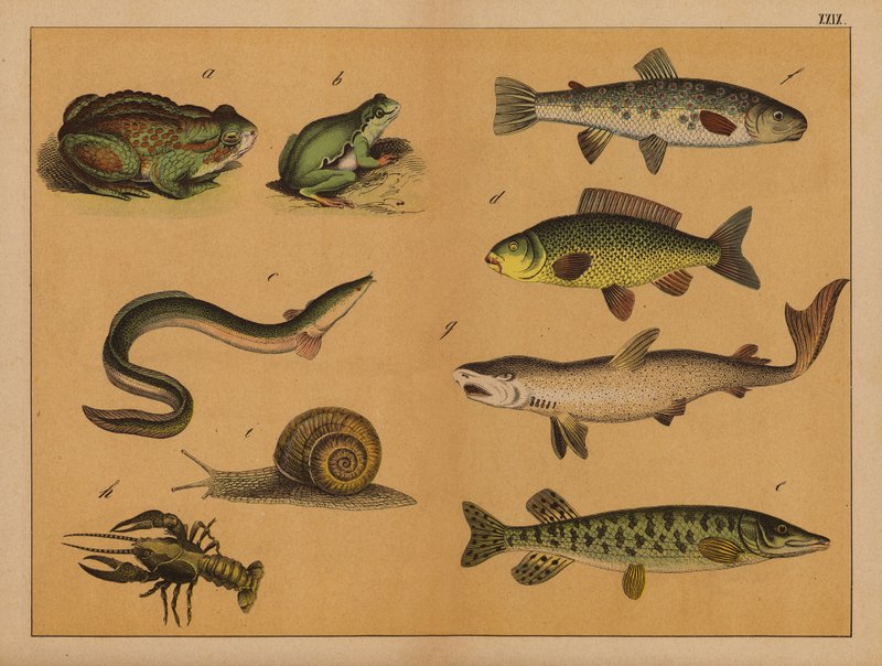 両生類、軟体動物、魚類（カラーリトグラフ） 作： （後）ドイツ語学校