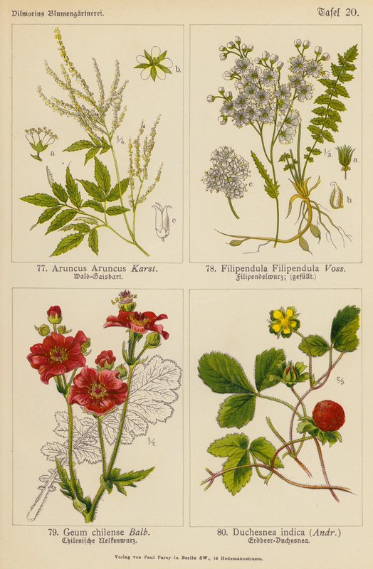 アルンカス Aruncus、フィリペンドゥラ Filipendula、ギウム・チレンセ Geum Chilense、デュケスネア・インディカ Duchesnea Indica（カラーリトグラフ） 作： （後）ドイツ語学校
