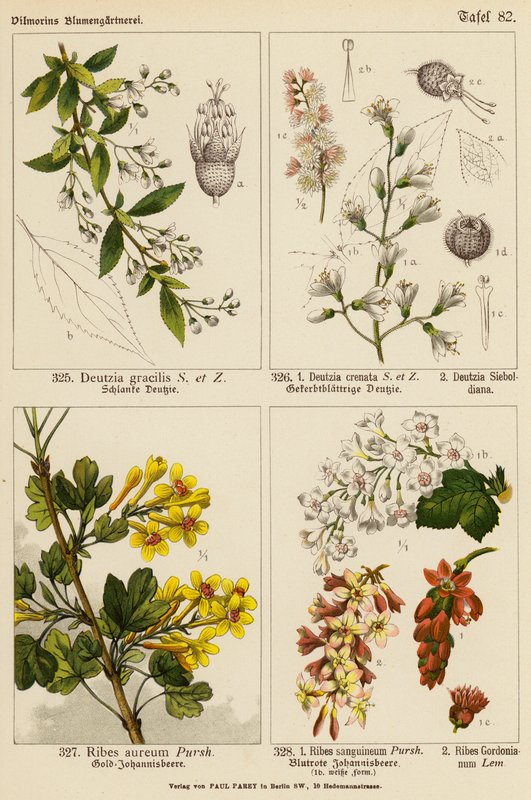 Deutzia Gracilis, Deutzia Crenata, Deutzia Sieboldiana, Ribes Aureum, Ribes Sanguineum, Ribes Gordonianum (カラーリトグラフ) 作： （後）ドイツ語学校