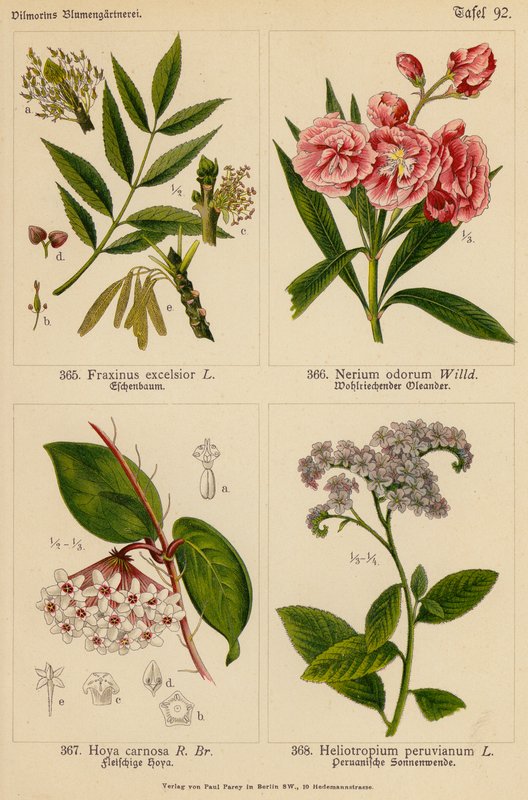 Fraxinus Excelsior, Nerium Odorum, Hoya Carnosa, Heliotropium Peruvianum (カラーリトグラフ) 作： （後）ドイツ語学校