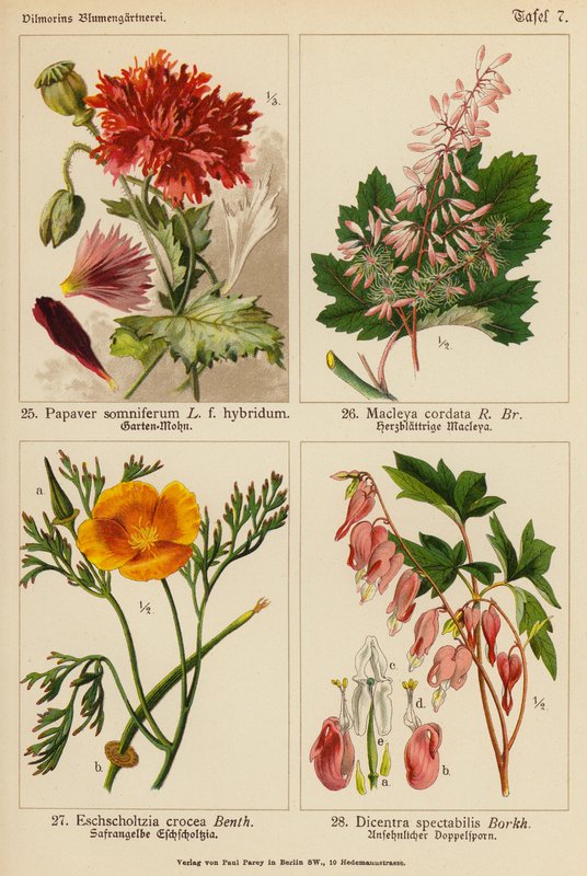 Papaver Somniferum, Macleya Cordata, Eschscholtzia Crocea, Dicentra Spectabilis (カラーリトグラフ) 作： （後）ドイツ語学校