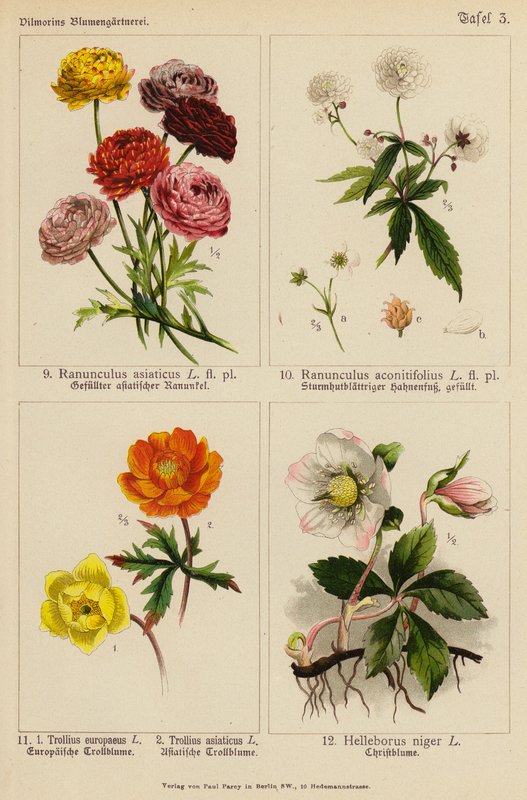 Ranunculus Asiaticus, Ranunculus Aconitifolius, Trollius Europeaeus, Trollius Asiaticus, Helleborus Niger (カラーリトグラフ) 作： （後）ドイツ語学校
