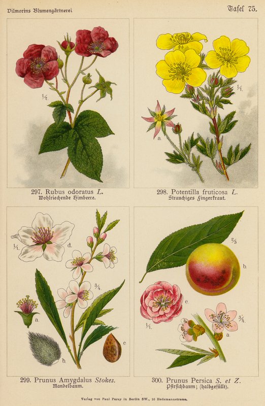 Rubus Odoratus, Potentilla Fruticosa, Prunus Amygdalus, Prunus Persica (カラーリトグラフ) 作： （後）ドイツ語学校