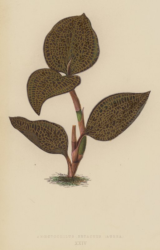 Anoectochilus Setaceus、アウレア 作： 英語学校