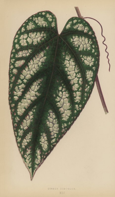 Cissus Discolor 作： 英語学校