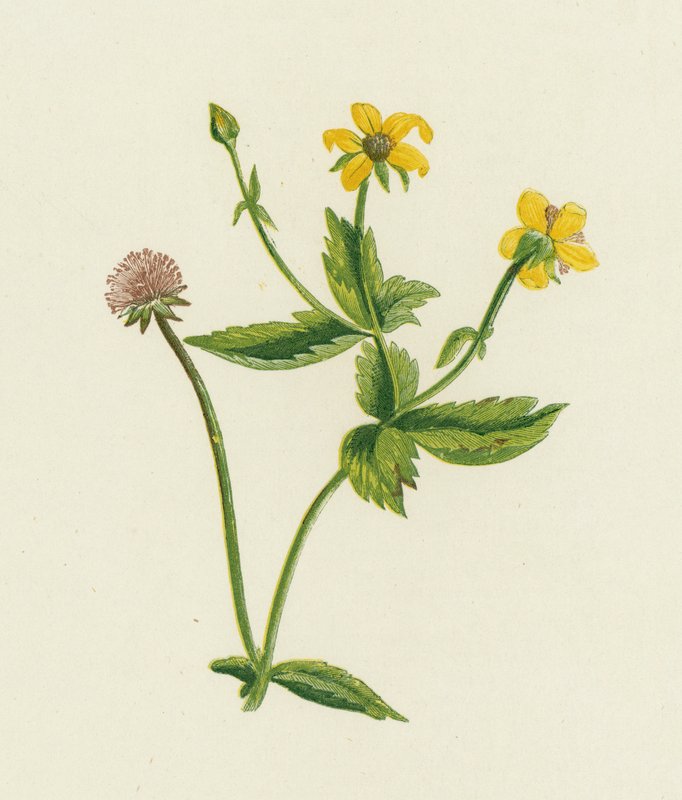 Common Avens、Geum Urban 作： 英語学校