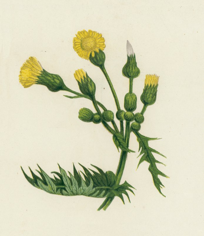 一般的な雌ブタ-アザミ、Sonchus Oleraceus 作： 英語学校