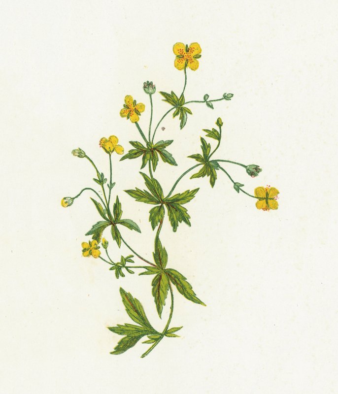 一般的なTormentil、Tormentilla Officinalis 作： 英語学校