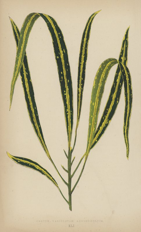 Croton Variegatum Angustifolium 作： 英語学校
