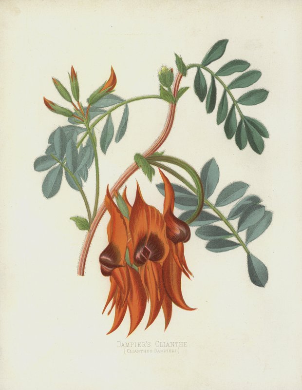 Clianth Dampiers、Clianthus Dampieri 作： 英語学校