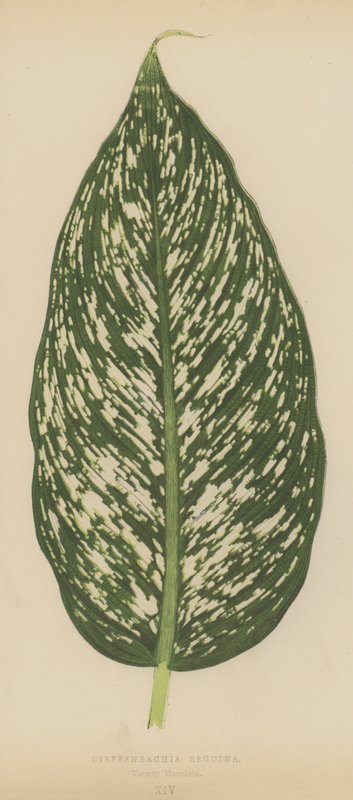 Dieffenbachia Seguina、バラエティMaculata 作： 英語学校