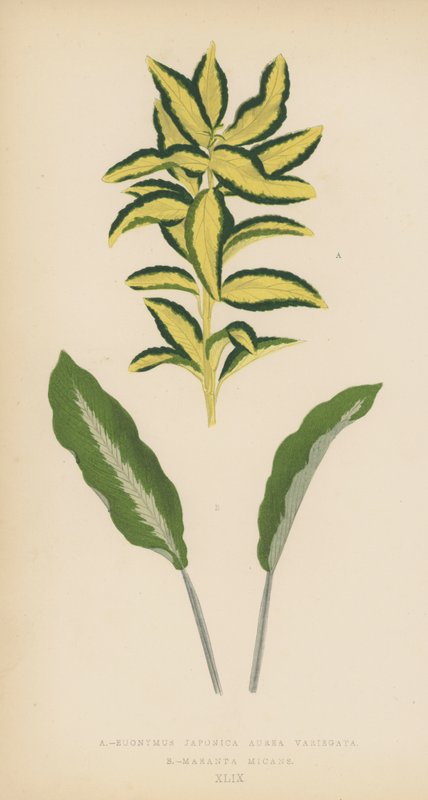 Euonymus japonica Aurea、Yellow、Maranta Micans 作： 英語学校