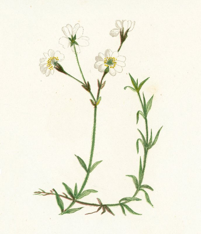 フィールドハコベ、Cerastium Arvense 作： 英語学校