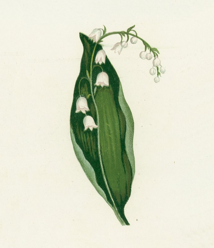 谷のユリ、Convallaria Majalis 作： 英語学校