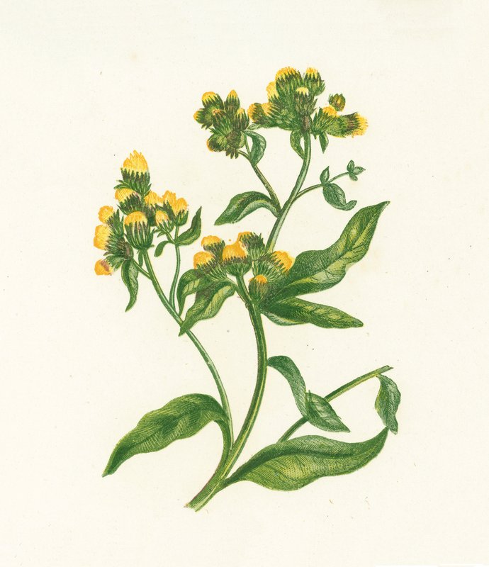 Ploughmans Spikenard、Inula Conyza 作： 英語学校