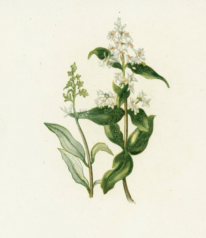 イボタノキ、Ligustrum vulgare 作： 英語学校