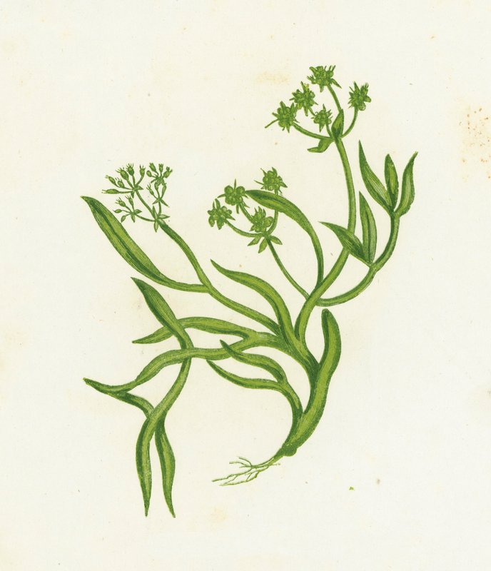 Samphire、Crithmum Maritimum 作： 英語学校