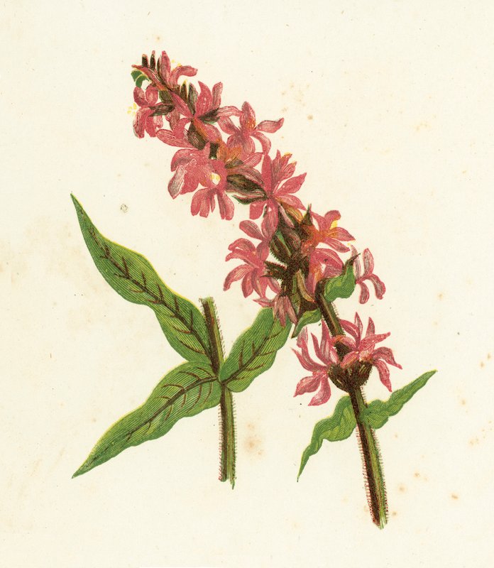 スパイクパープルオカトラノオ、Lythrum Salicaria 作： 英語学校
