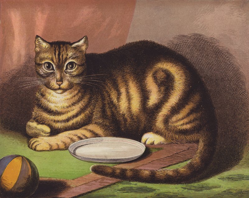 猫 作： 英語学校