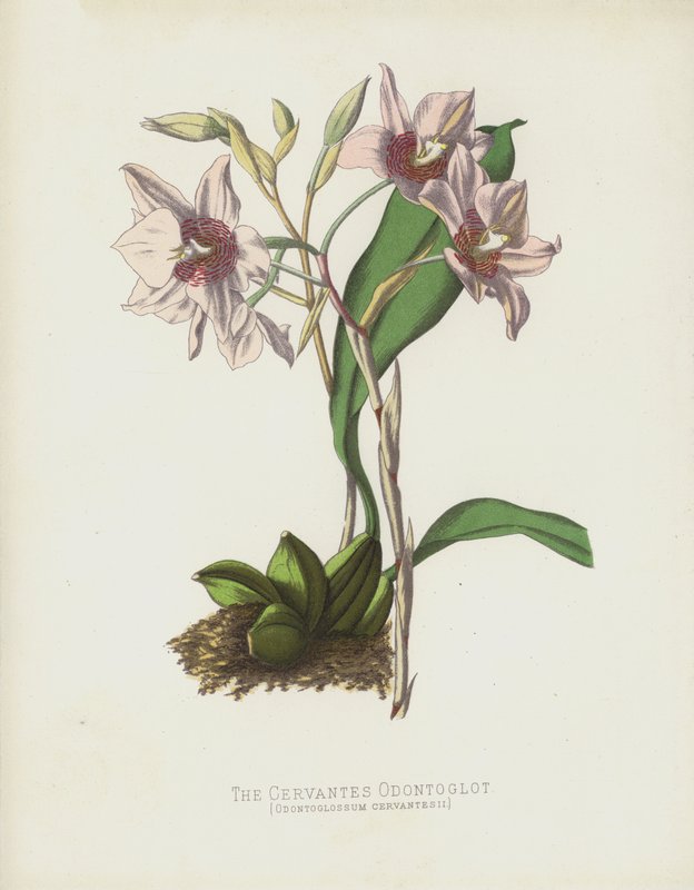 Cervantes Odontoglot、Odontoglossum Cervantesii 作： 英語学校
