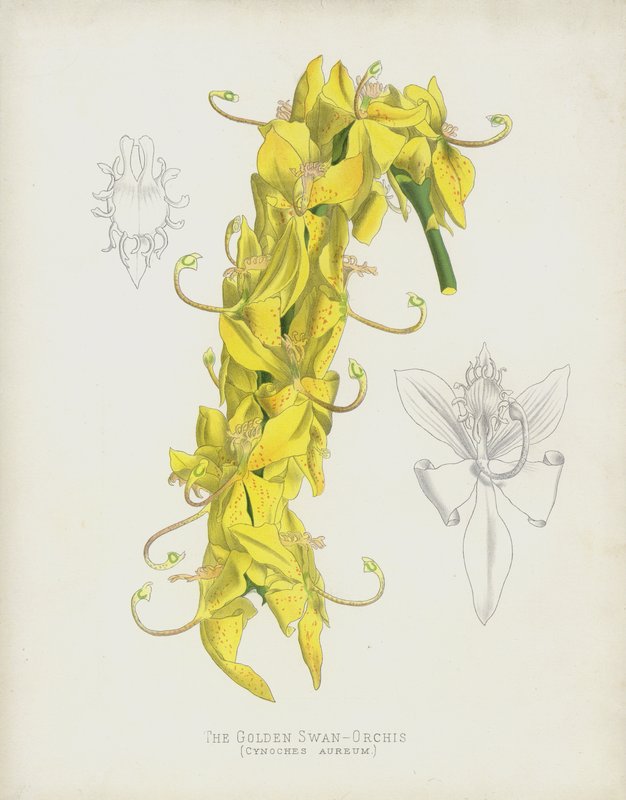 ゴールデンスワンオーキス、Cycnoches Aureum 作： 英語学校