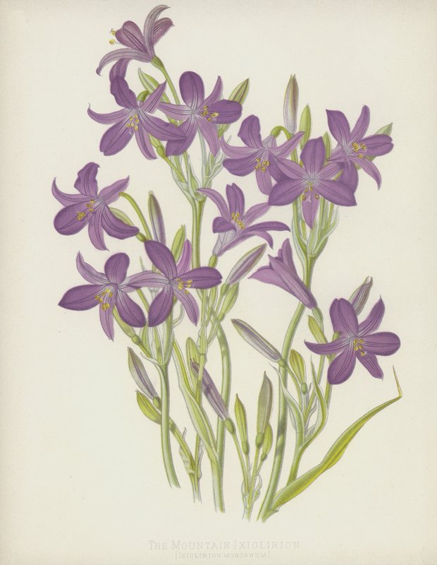 山のIxiolirion、Ixiolirion Montanum 作： 英語学校