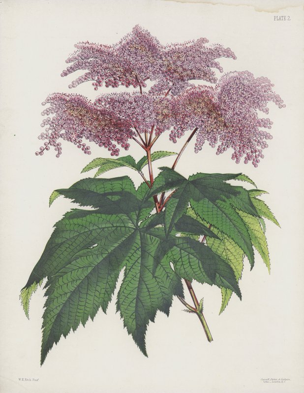 ヤシの葉のあるSpiraea、Spiraea Palmata 作： 英語学校