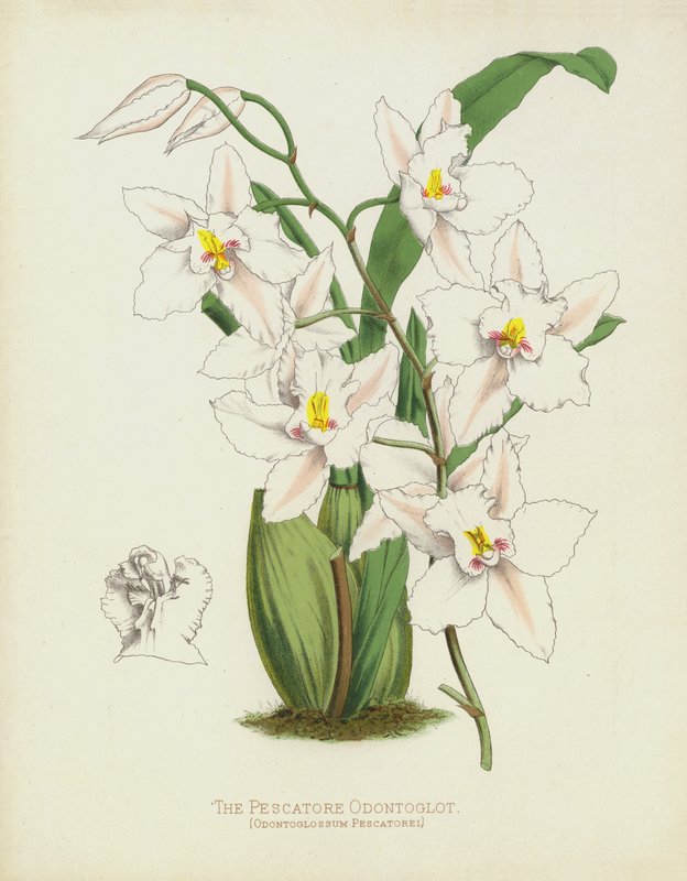 Pescatore Odontoglot、Odontoglossum Pescatorei 作： 英語学校