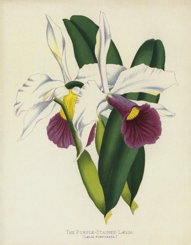 紫の染色Laelia、Laelia Purpurata 作： 英語学校