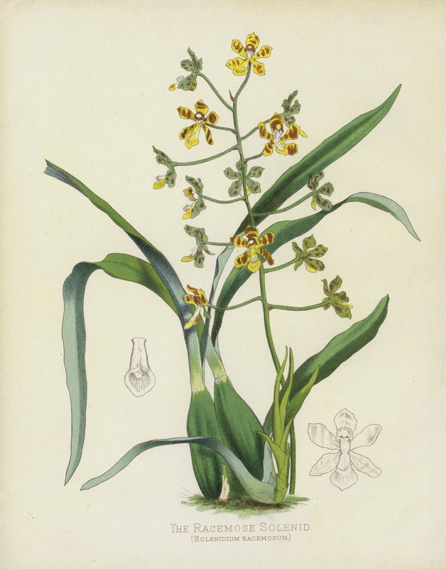 Racemose Solenid、Solenidium Racemosum 作： 英語学校