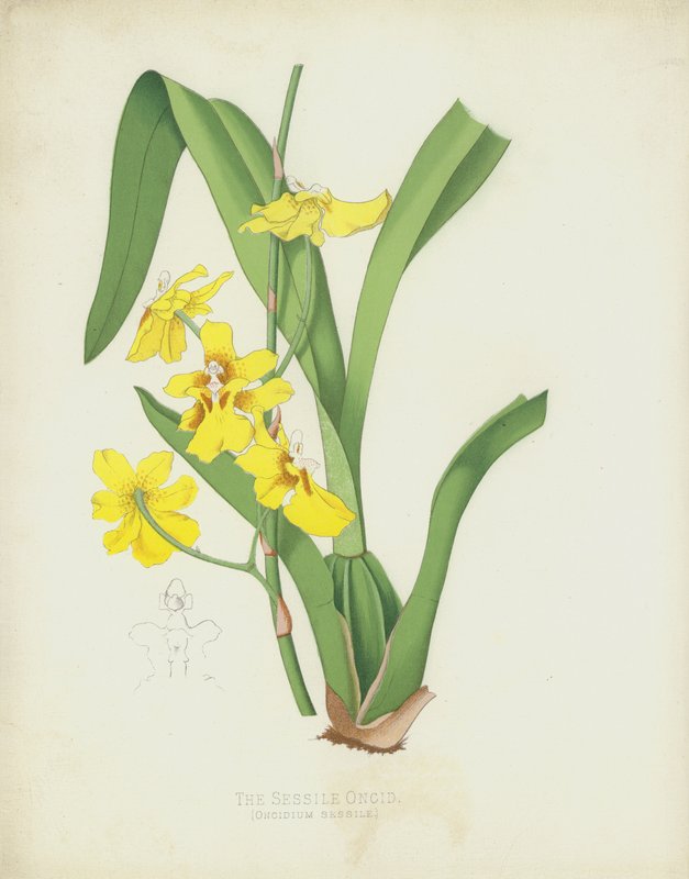 Sessile Oncid、Oncidium Sessile 作： 英語学校