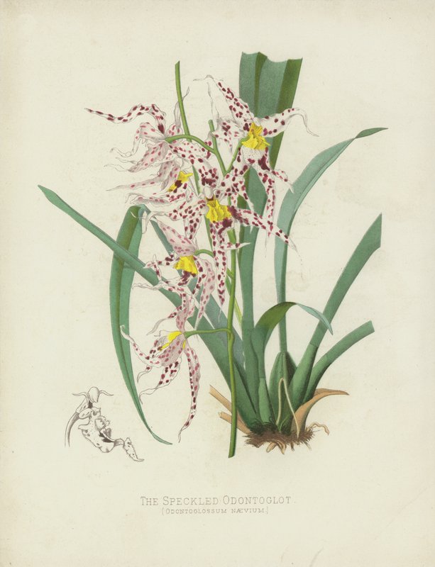 斑点のあるOdontoglot、Oncidium Naevium 作： 英語学校